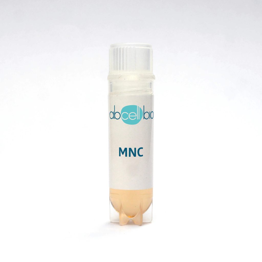 Cryotube with Human Mononuclear Cells (MNC)